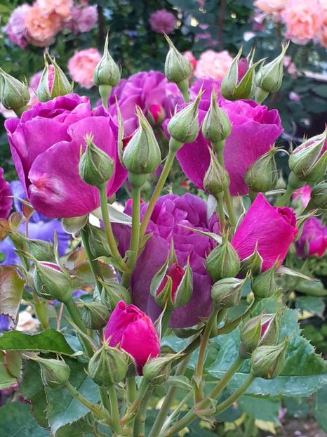  - Minerva 2021 - 2022