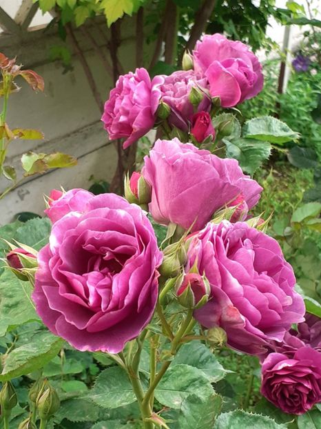  - Minerva 2021 - 2022