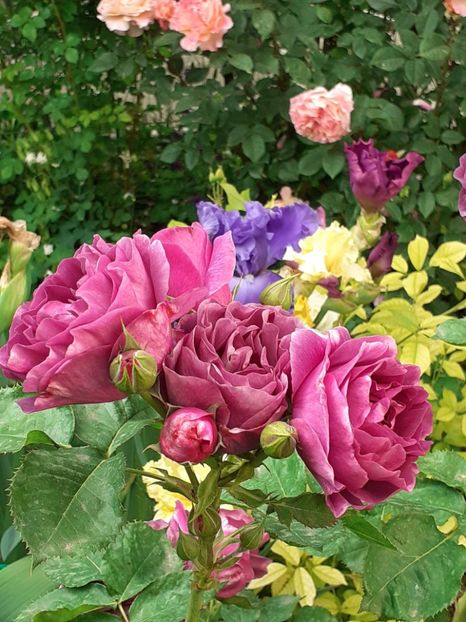  - Minerva 2021 - 2022