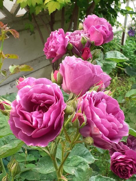  - Minerva 2021 - 2022