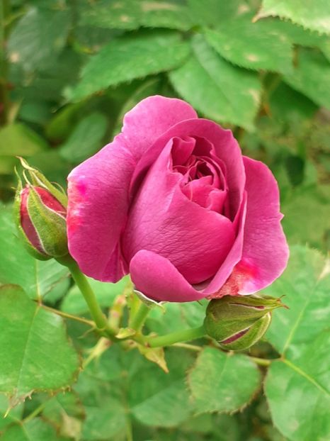  - Minerva 2021 - 2022