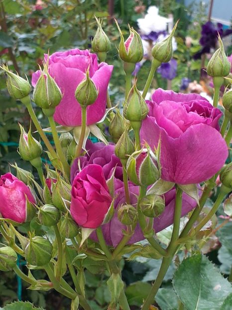  - Minerva 2021 - 2022