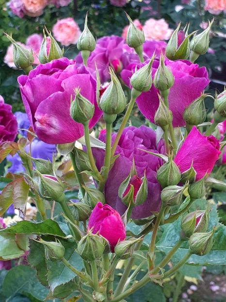  - Minerva 2021 - 2022