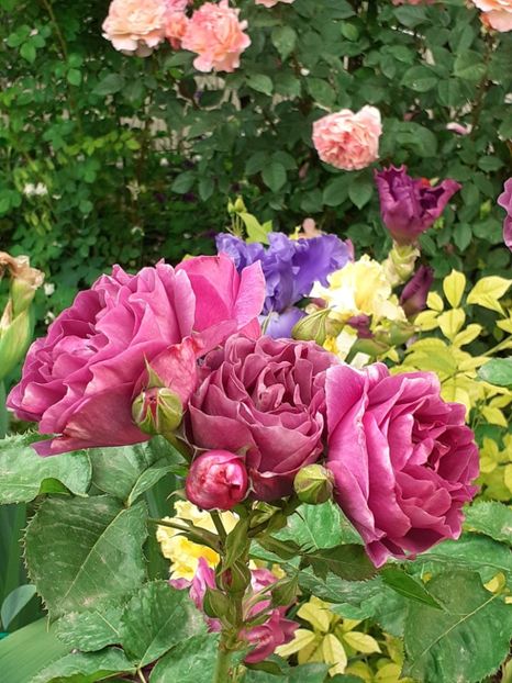  - Minerva 2021 - 2022