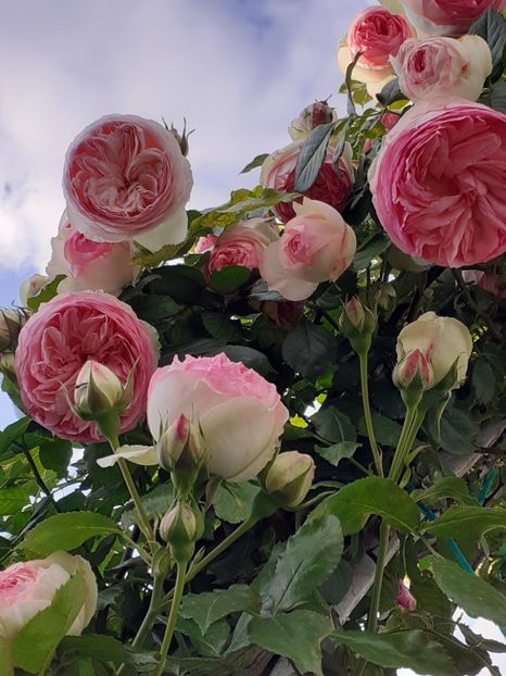  - Eden Rose 2024_ 2025