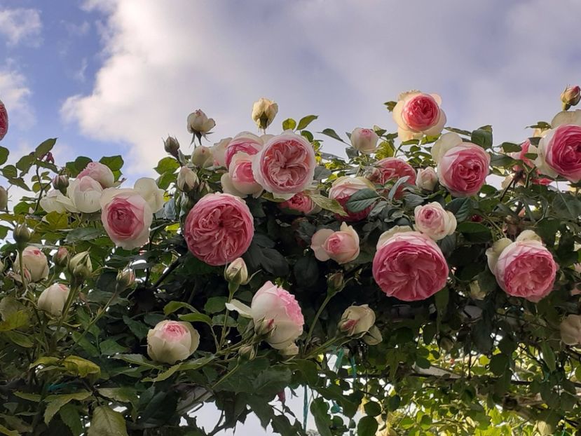  - Eden Rose 2024_ 2025