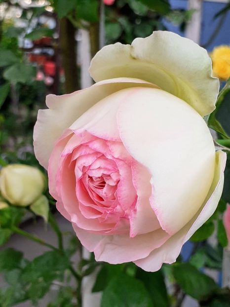 20240515_190233~2 - Eden Rose 2024_ 2025