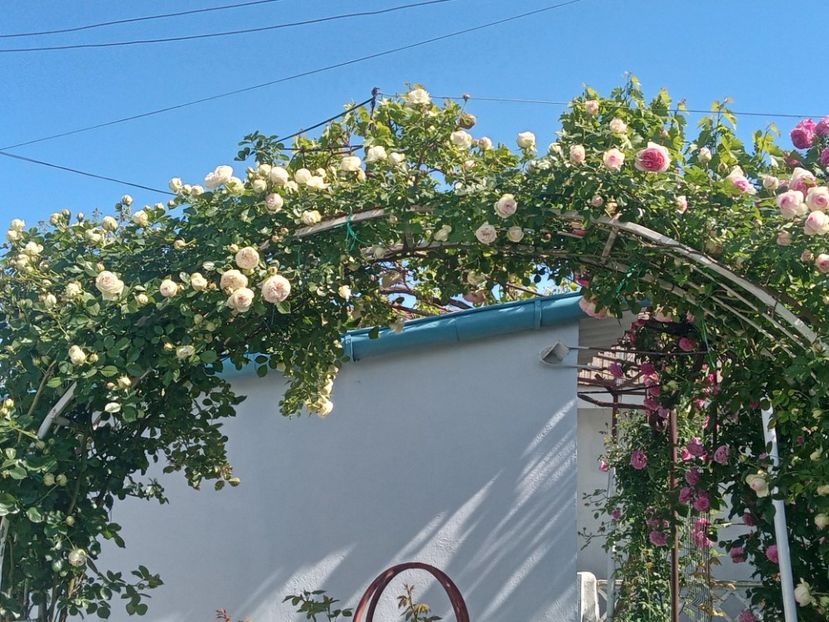  - Palais Royale 2022 - 2023-2024