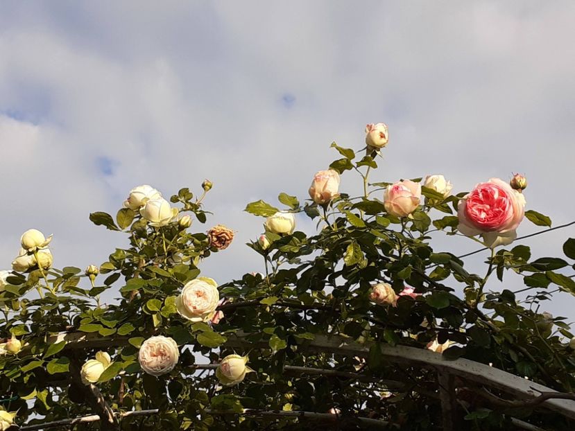  - Palais Royale 2022 - 2023-2024