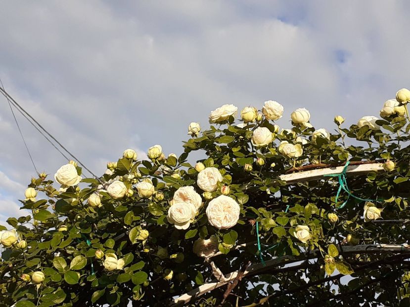  - Palais Royale 2022 - 2023-2024