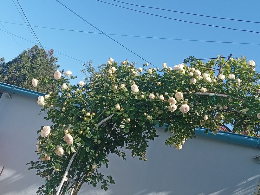  - Palais Royale 2022 - 2023-2024