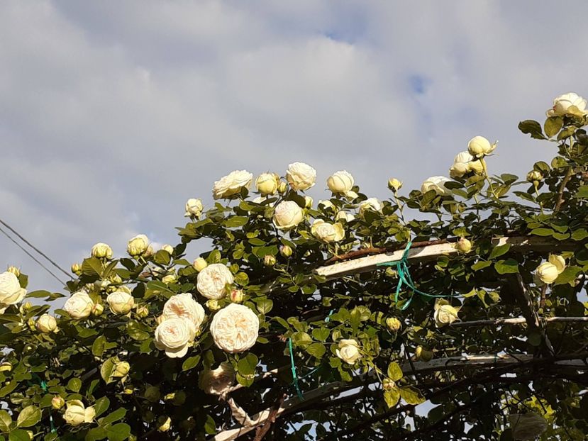  - Palais Royale 2022 - 2023-2024