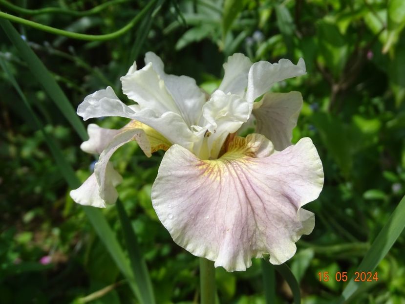 Wynne Magnolia (sibirica) - Irisi 2024 -Dobarland