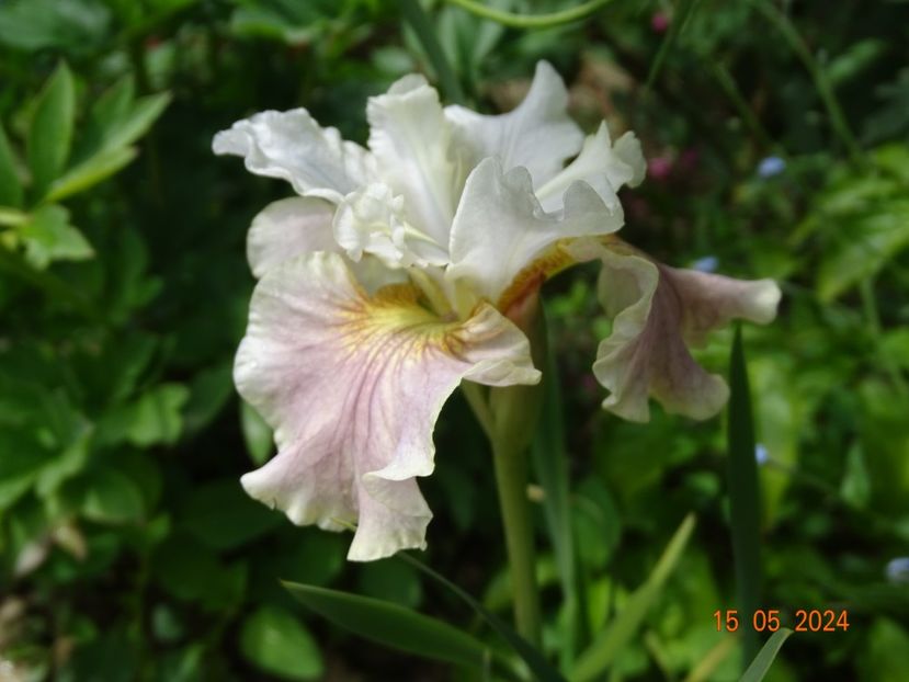  - Irisi 2024 -Dobarland