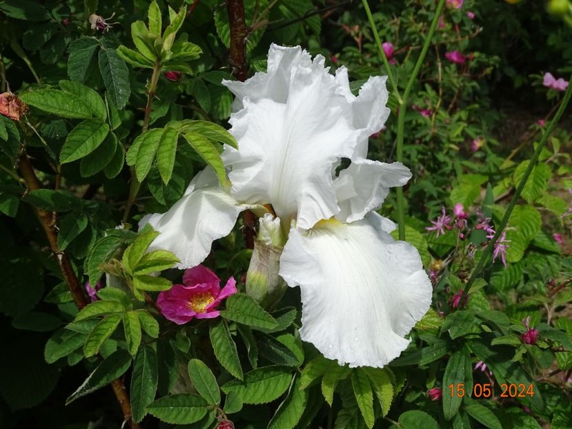  - Irisi 2024 -Dobarland