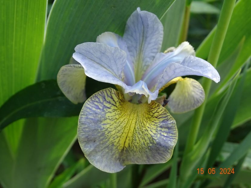 Uncorked (sibirica) - Irisi 2024 -Dobarland