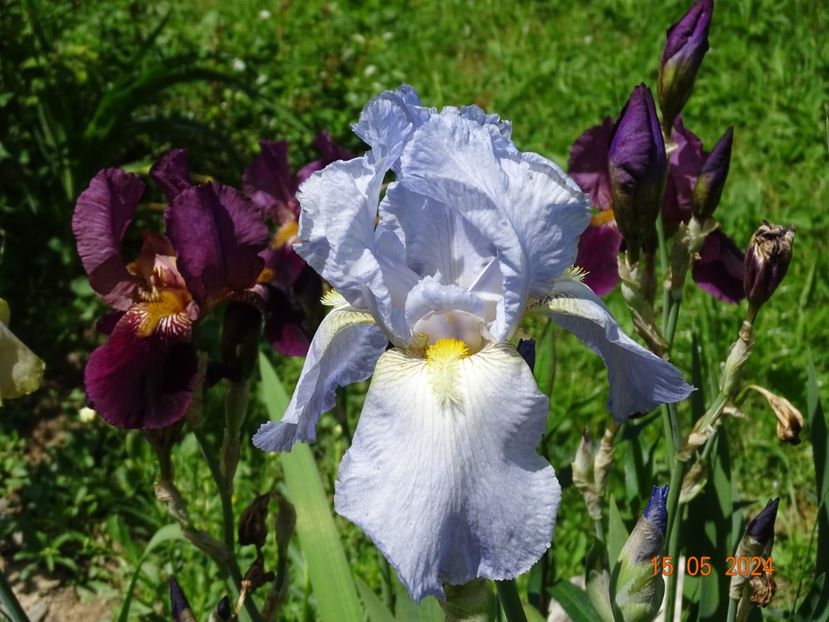  - Irisi 2024 -Dobarland