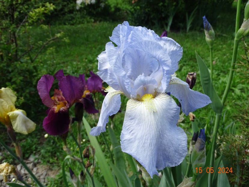  - Irisi 2024 -Dobarland