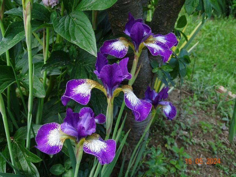  - Irisi 2024 -Dobarland