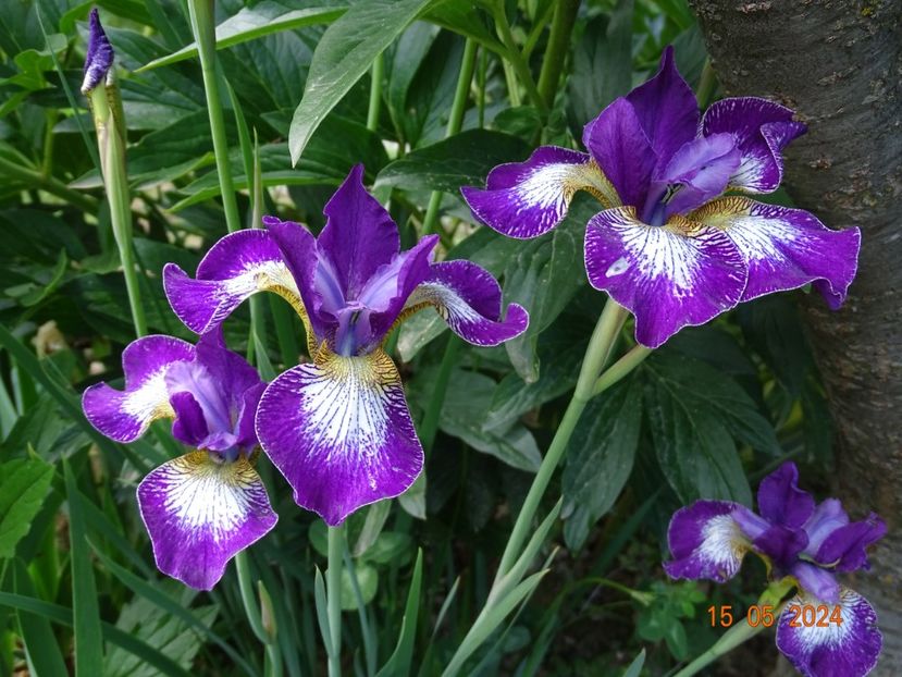  - Irisi 2024 -Dobarland