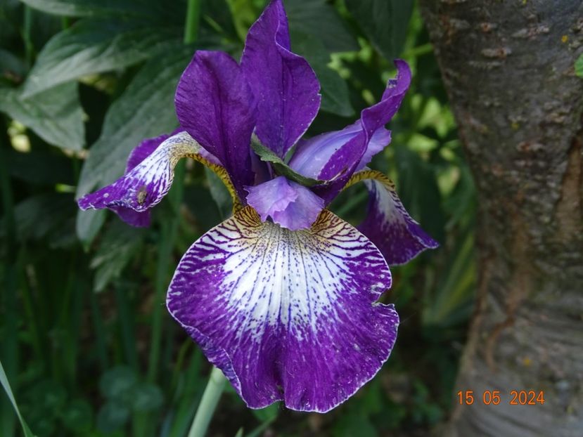  - Irisi 2024 -Dobarland