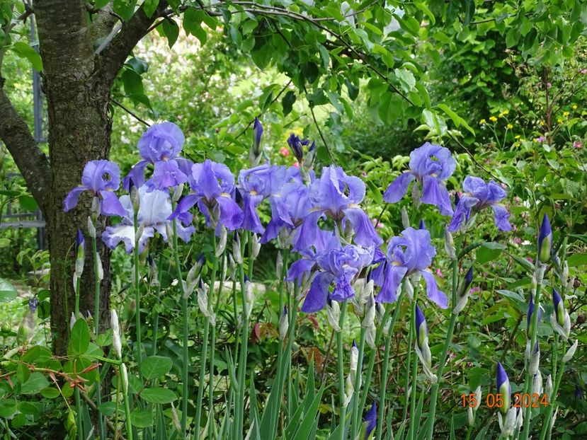  - Irisi 2024 -Dobarland