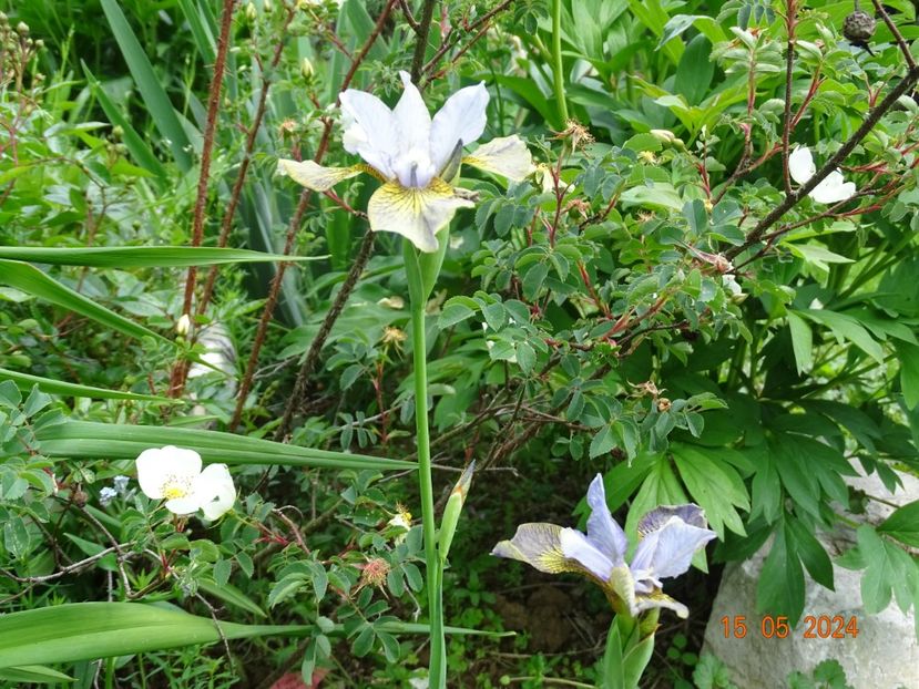 Huntress (sibirica) - Irisi 2024 -Dobarland