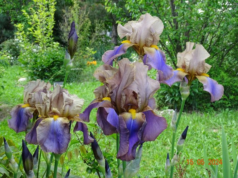 London Fog - Irisi 2024 -Dobarland