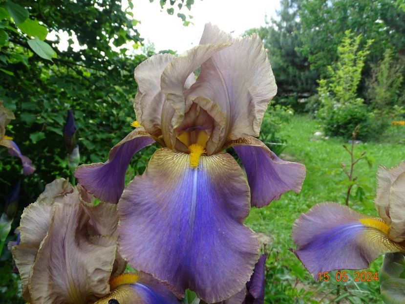  - Irisi 2024 -Dobarland