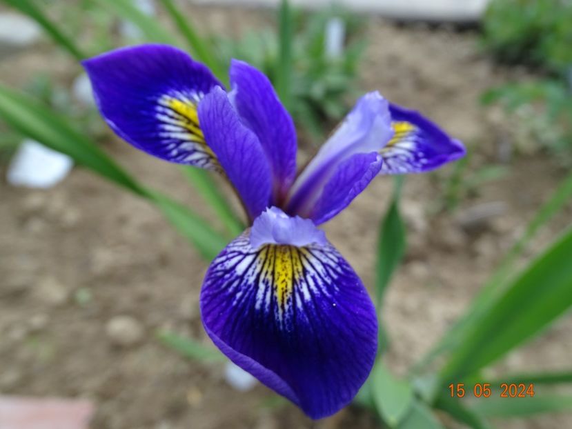 Dark Aura (versicolor) - Irisi 2024 -Dobarland