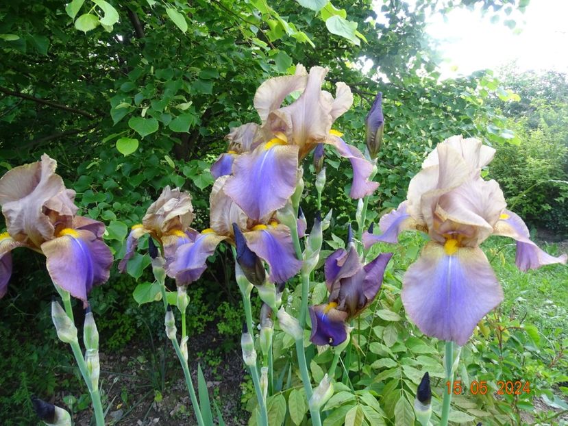  - Irisi 2024 -Dobarland