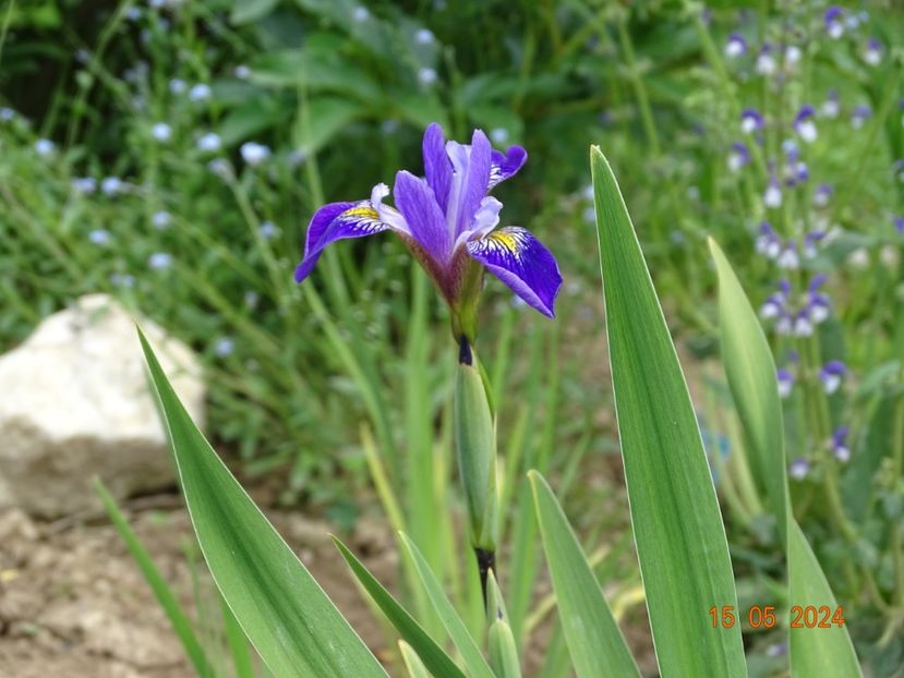 Dark Aura (versicolor) - Irisi 2024 -Dobarland