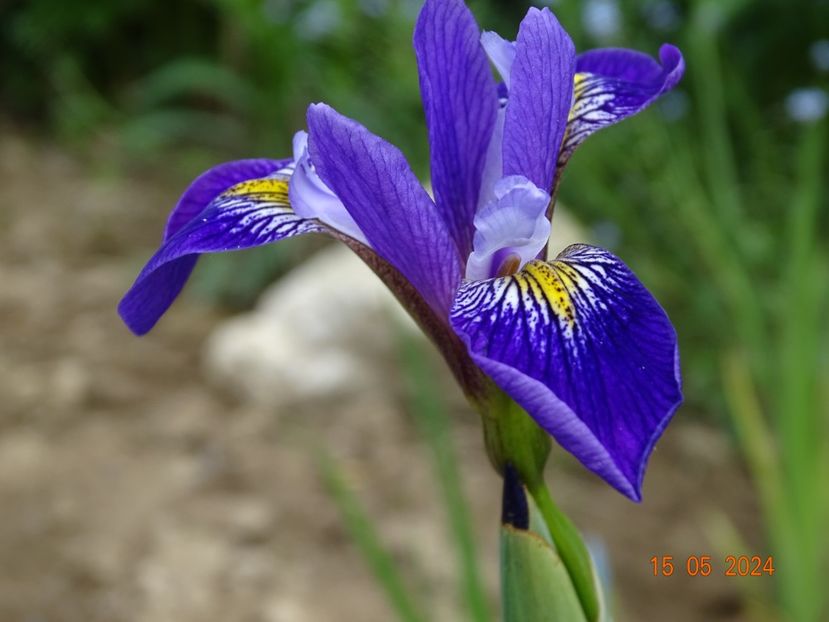 Dark Aura (versicolor) - Irisi 2024 -Dobarland