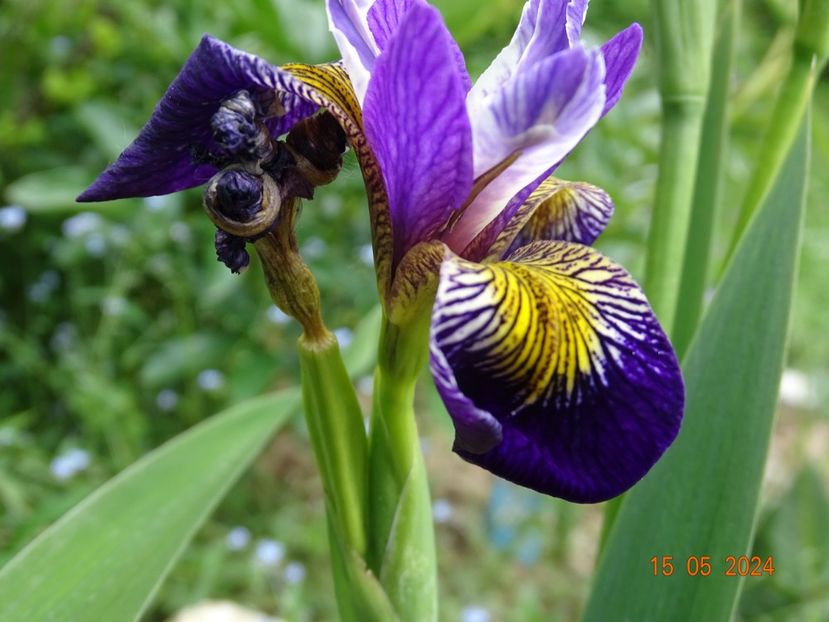 Spartacus (pseudacorus) - Irisi 2024 -Dobarland