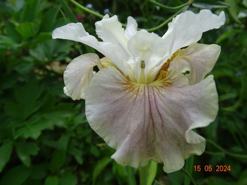 Wynne Magnolia (sibirica) - Irisi 2024 -Dobarland