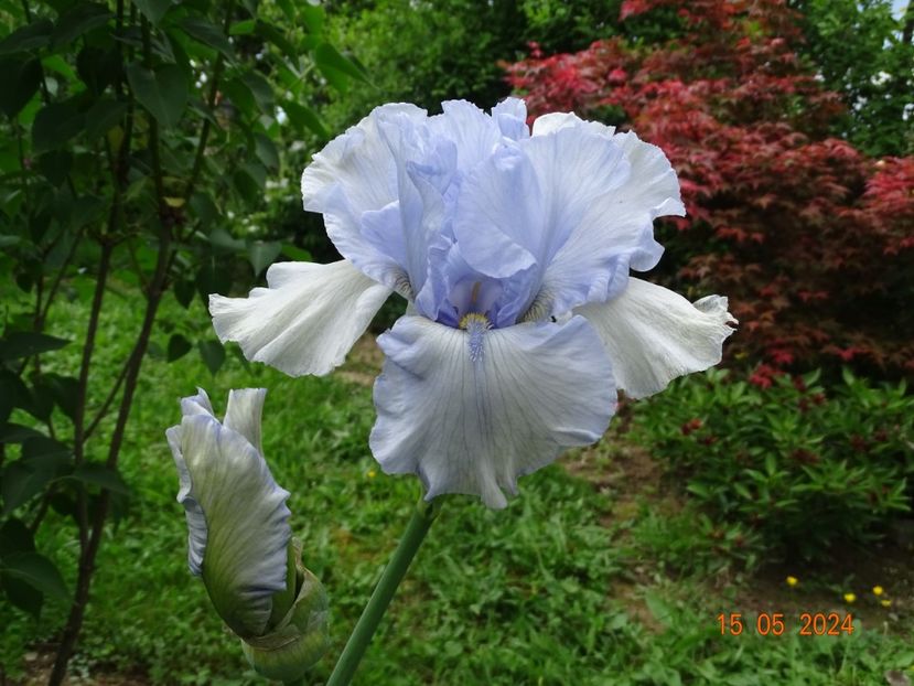 Coastal Mist - Irisi 2024 -Dobarland