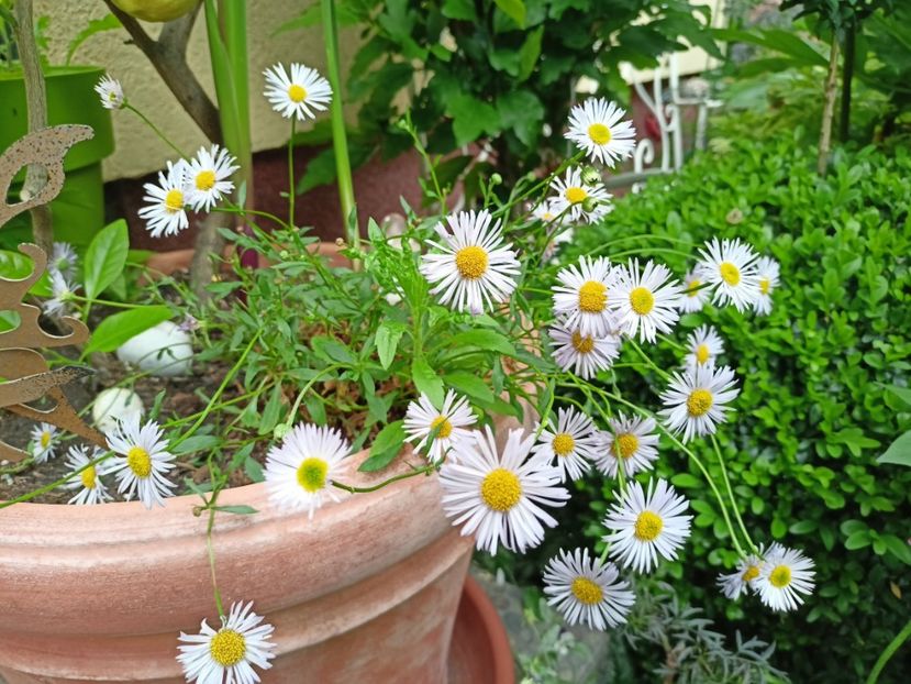 Erigeron karvinskianus - Grădina 2024 continuare 2