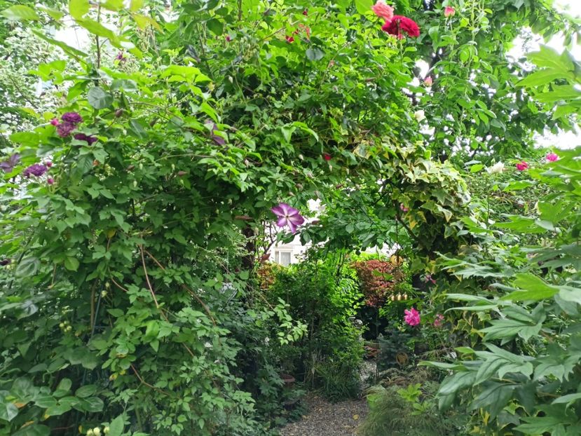  - Grădina 2024 continuare 2