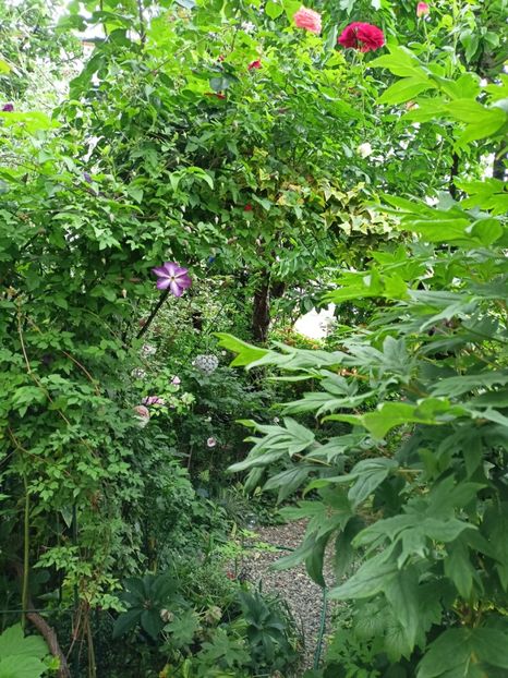  - Grădina 2024 continuare 2