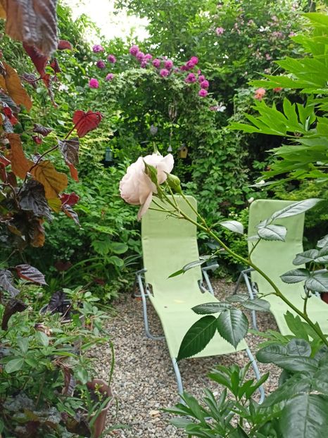  - Grădina 2024 continuare 2