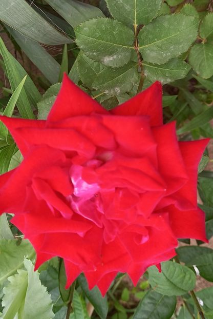  - Strănutul primăverii 2024