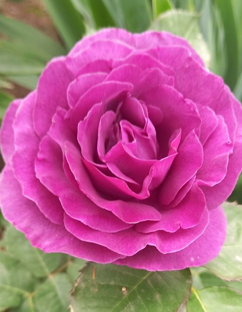  - Strănutul primăverii 2024