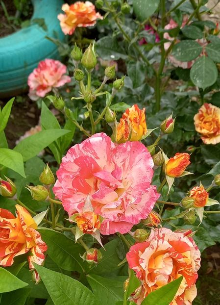  - Strănutul primăverii 2024