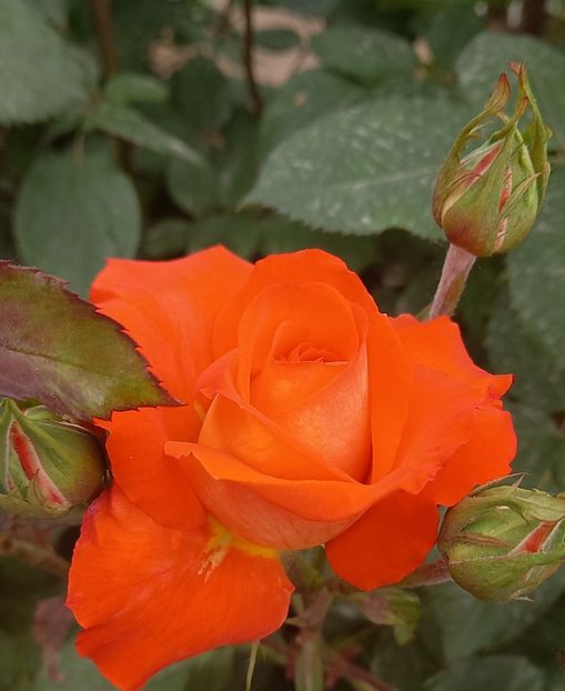  - Strănutul primăverii 2024