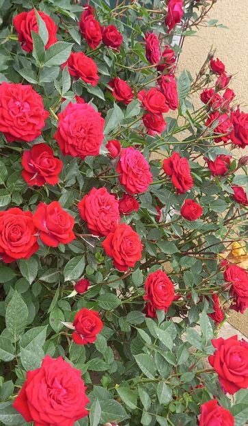  - Strănutul primăverii 2024