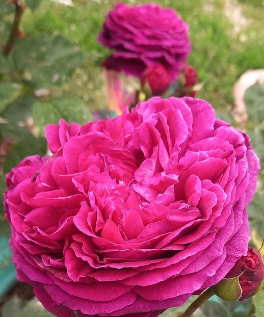  - Strănutul primăverii 2024