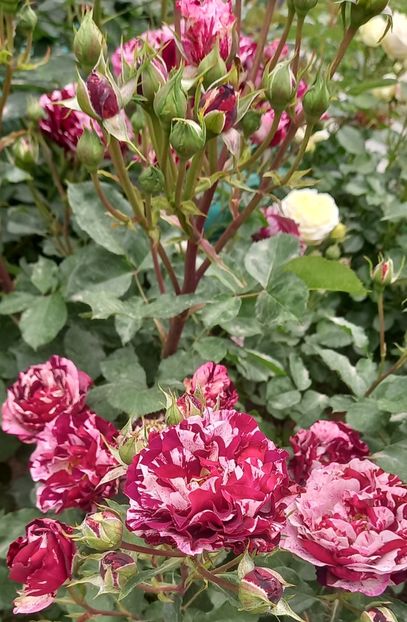  - Strănutul primăverii 2024