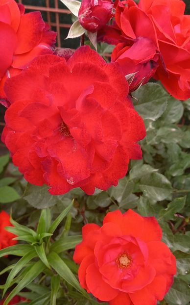  - Strănutul primăverii 2024