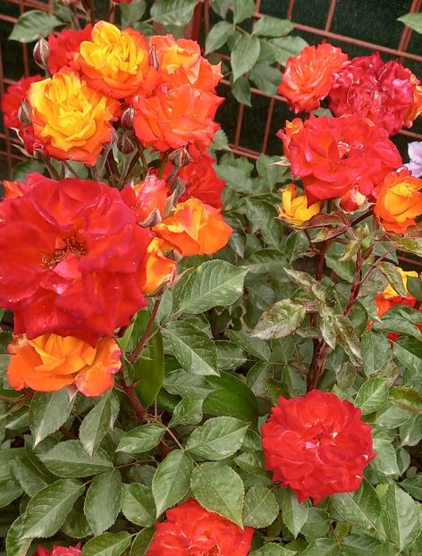  - Strănutul primăverii 2024