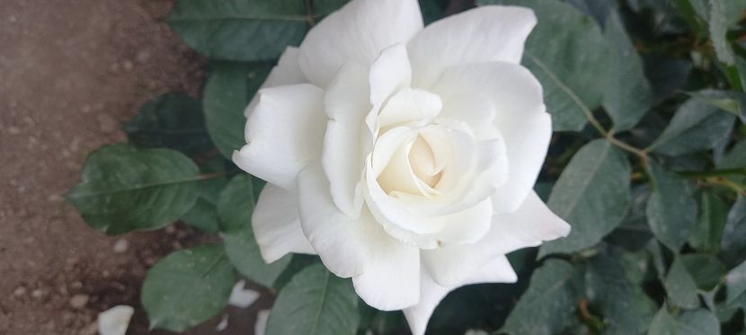  - Strănutul primăverii 2024